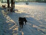 Winterfreuden auch f�r Hunde