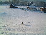 Hundespuren im Schnee