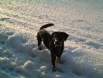 Bingo im Schnee