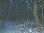 Winter im Wald