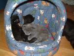 Katzenkinder