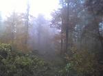 Waldnebel
