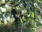 St�fner Clevner-Trauben