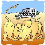 Safari