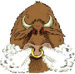 Stier