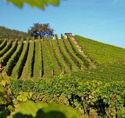 Yverdon-les-Bains, Region