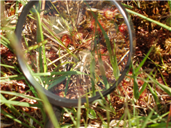 Kräuter-Wanderung Moor Schwantenau Biberbrugg bei Einsiedeln
