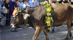 Herbstmarkt, mit Viehausstellung