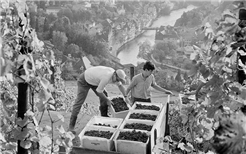 Badener Weintage: Trouvaillen und ein Glas Wein