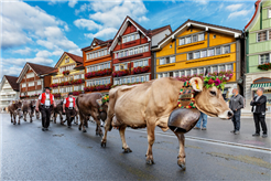 Viehschau Urnäsch