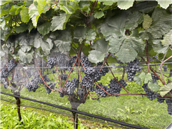 Urner Weinwanderung