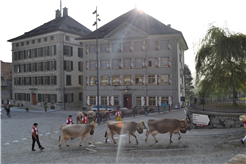 Viehschau Trogen