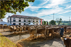 Viehschau in Teufen