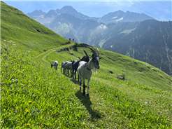 Unterwegs mit Ziegen im Maderanertal