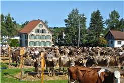 Viehschau Speicher
