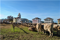 Viehschau Wolfhalden/Lutzenberg