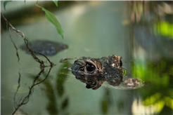 Abendführung im Vivarium