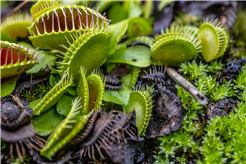 Qui a peur des plantes carnivores?