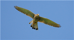 EuroBirdwatch Hahnenmoospass