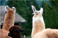 Märliwoche Braunwald: Lama- und Alpaka-Umzug, 31. Juli 2025