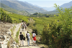 Marche des Cépages