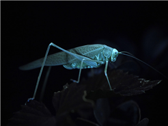 Nacht-Insektenpirsch mit UV-Lampen und Tierfilmer Bähram Alagheband