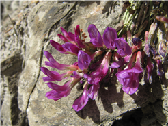 Botanische Wanderung Unners Meili