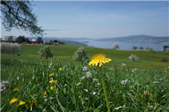 1. August-Brunch: Restaurant Feld