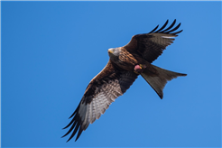 Internationaler Zugvogeltag