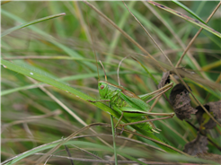 Familien-Insektensafari