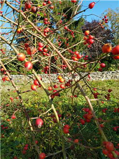 Herbst und Winter im Naturgarten Brühl