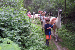 Mit Lamas unterwegs – individuelle Lamatrekking-Touren