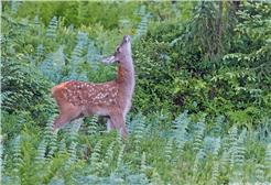 Wildtiere schützen und regulieren – eine Gratwanderung