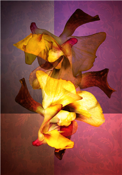 ''Silphium'' - Ausstellung von Patricia Jacomella Bonola
