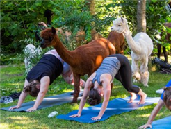 Yoga inmitten Alpakas