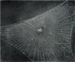 Öffentlicher Ausstellungsrundgang DE «Vija Celmins»