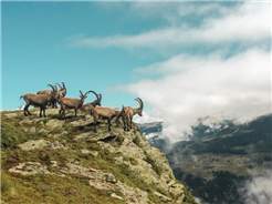 Wildtierbeobachtung