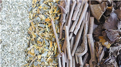 Waldduft in der Luft: Färben mit Pilzen und Flechten