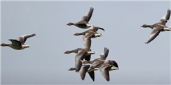 EuroBirdwatch