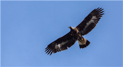 Vögel im Alpenraum – Naturführungen