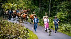 Der Alpabzug in Charmey