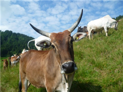 1. August-Brunch: Zebuhof