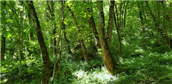 Gandwald - Geführte Wanderung