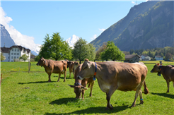 1. August-Brunch: Klosterhof