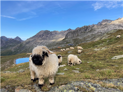 Besuch bei den Schwarznasenschafen