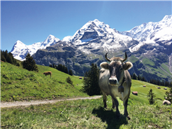 Kuh- Wege: Alpwirtschaft & Genuss
