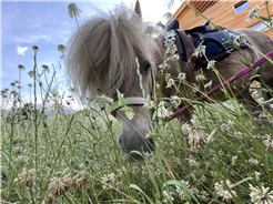 Ponyreiten auf der Piazza Catrina