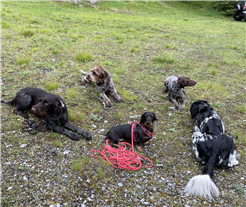 Begegnungsplausch für Hunde