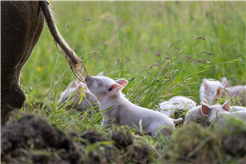 Schwein-zigartig