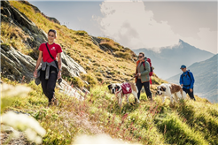 Wanderungen mit Bernhardinerhunden